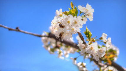 Obraz premium White aplle blossom in Valencia