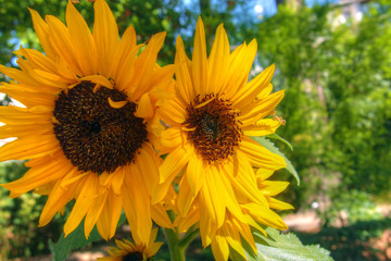 Fototapeta premium Two sunflowers in botanical garden