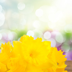 Fresh daffodil flowers border