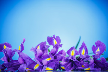 beautiful bouquet of flowers irises