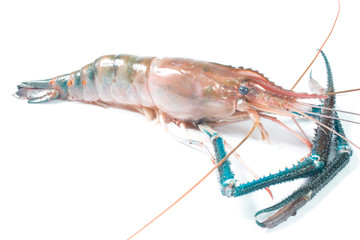 Fresh shrimp in thailand on a white background