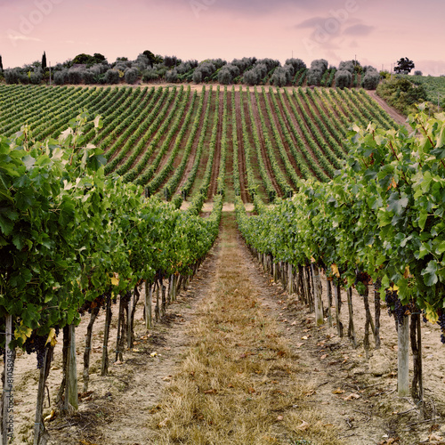 "Vine and Olive" Stock photo and royaltyfree images on