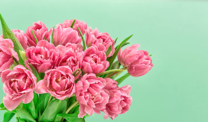 Obraz premium Pink tulip flowers with water drops. Spring blossoms bouquet