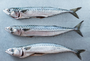 Fresh mackerel fishes