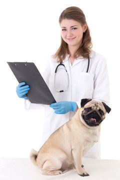vet doctor checking pug dog isolated on white