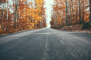 Obraz premium autumn road