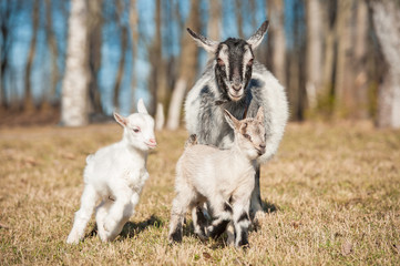 Goat with two kids walking outdoors