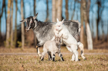 Naklejka na ściany i meble Goat mother with two kids walking outdoors
