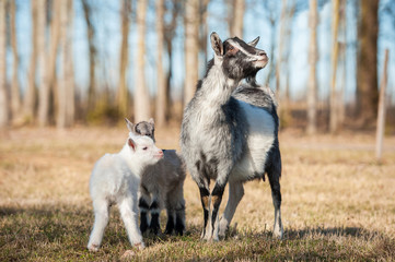 Goat mother with two little goatlings walking outdoors