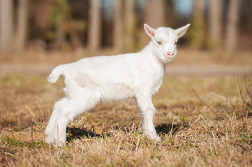 Young white goatling walking outdoors