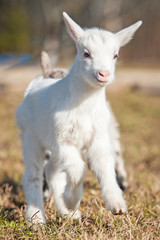 Little white goatling running outdoors