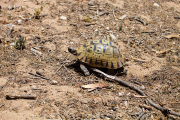 Mediterranean spur-thighed tortoise,  in northern Morocco