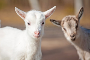 Portrait of two little goatlings