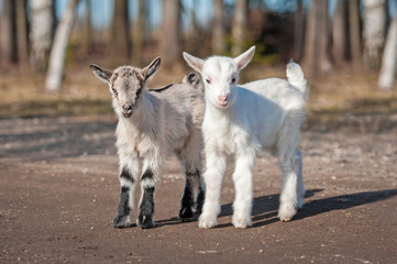 Obraz premium Two little goatlings walking outdoors