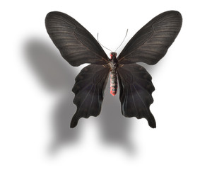Fototapeta na wymiar Butterfly isolated on white.
