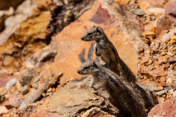 babies of ground squirrels in the mountains of northern Morocco