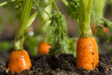 Carrots