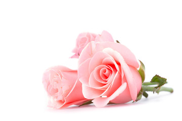Fototapeta premium różowy kwiat róży na białym tle
