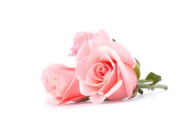 Photo sur Aluminium Roses pink rose flower on white background