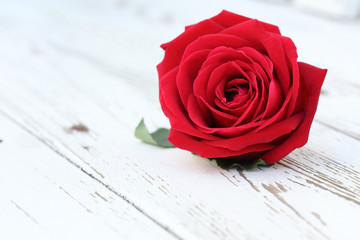 red rose flower on white wood background