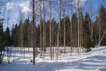 snow forrest