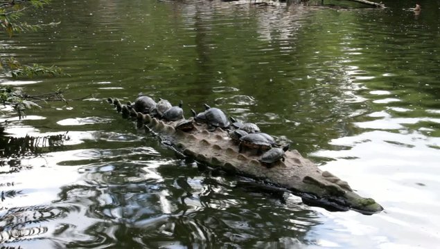 Turtles on a crocodile