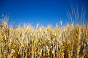 Golden ripe barley against blue sky background