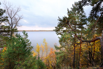 Obraz premium autumn in the mixed forest