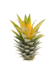 Pineapple tree isolated on white background
