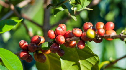 Coffee tree with ripe berries fruits