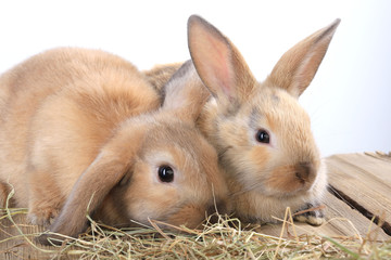 pair of rabbits