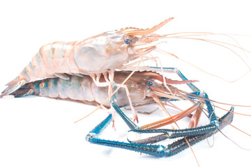 Fresh shrimp in thailand on a white background