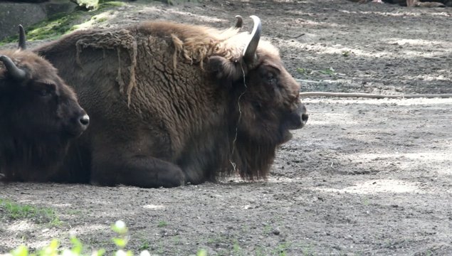 Bison lying on the groud after good dinner at Zoo