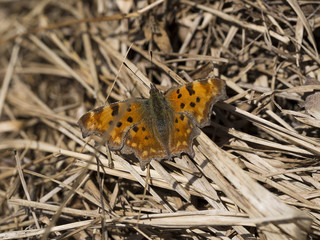 Polygonia c-album. Comma butterfly basking in sunshine on