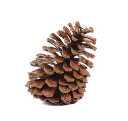 brown pine cone isolated on white background