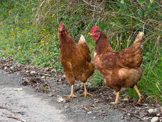 Hens, chickens. Rhode Island Red. By road. Free range.