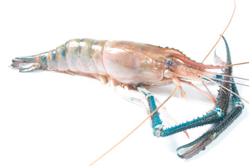 Fresh shrimp in thailand on a white background
