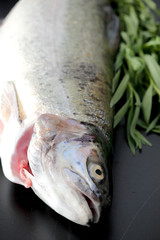 Fresh trout