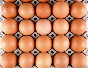 Chicken eggs in egg tray