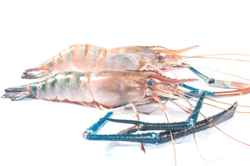 Fresh shrimp in thailand on a white background