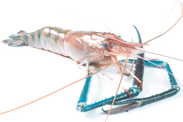 Fresh shrimp in thailand on a white background