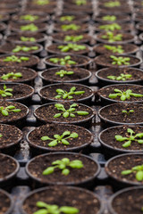 Rows of Potted Seedlings and Young Plants in Greenhouse