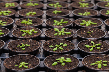 Rows of Potted Seedlings and Young Plants in Greenhouse