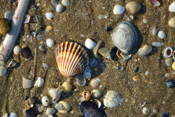 Des coquillages sur la plage