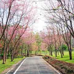 Fototapeta na wymiar Cherry Blossom Pathway , Chiang Mai, Thailand