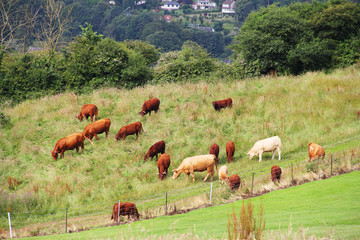 Cattle Grazing on Farmland
