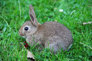 Baby rabbit in grass
