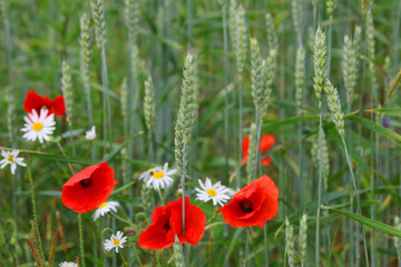 LandwirtschaftKlatschmohnWeizenfeld