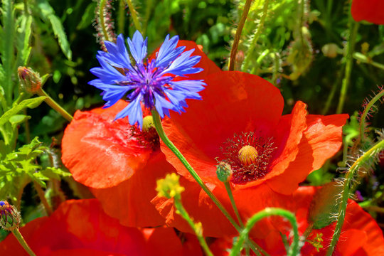 LandwirtschaftKlatschmohnKornblume