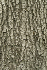 Baumrinde